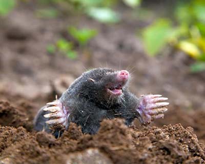 Mole Removal Services, Champlin, MN