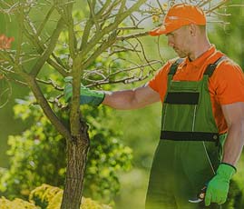 Tree Care